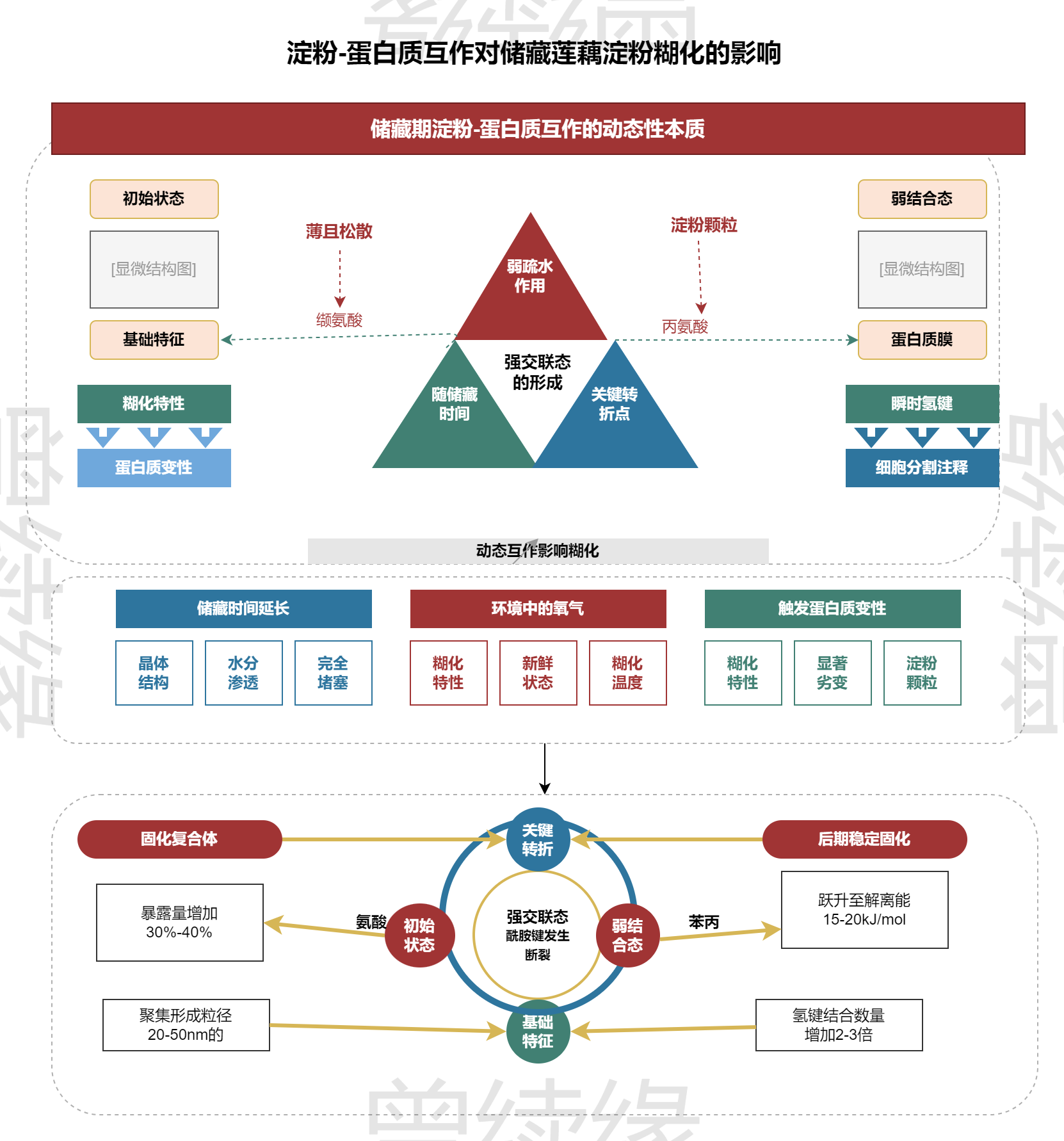 淀粉-蛋白质互作机制多层级技术路线图