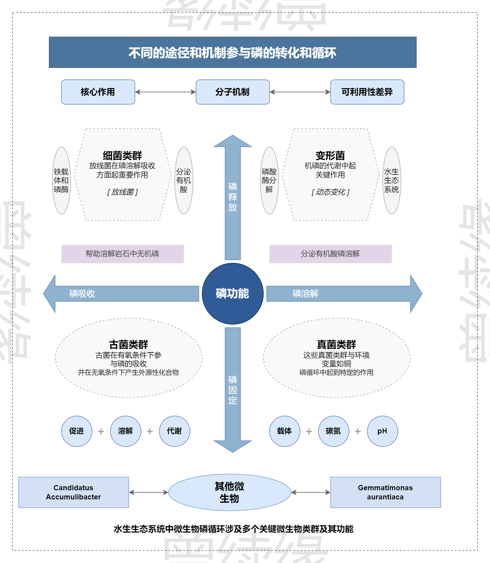 水生生态系统微生物磷循环机制图